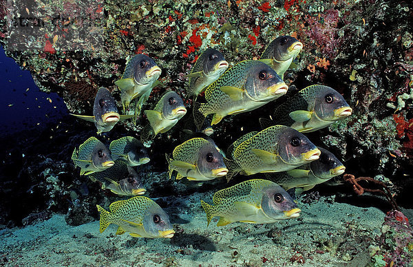 Rotmeer-Süßlippen (Plectorhinchus gaterinus) in Korallenriff  Sudan  Afrika  Rotes Meer