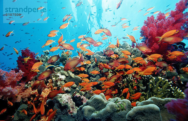Haremsfahnenbarsche (Pseudanthias squamipinnis) in Korallenriff  Sharm el-Sheikh  Ägypten  Rotes Meer Fischschwarm
