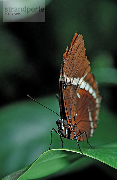 Tropischer Schmetterling auf Blatt sitzend  La Paz Waterfall Gardens  Costa Rica  Frontalansicht