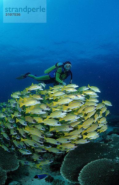 Fünfstreifen-Schnapper (Lutjanus quinquelineatus) im Schwarm und Taucher  Ari-Atoll  Malediven  Indischer Ozean Fischschwarm