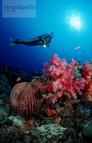 Taucher in Korallenriff  Komodo-Nationalpark  Indonesien  Unterwasseraufnahme