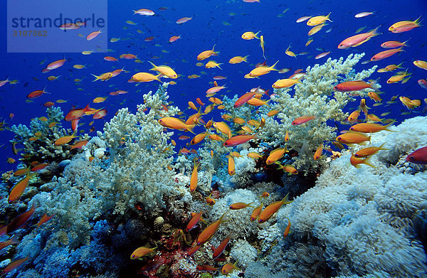 Haremsfahnenbarsche (Pseudanthias squamipinnis) in Korallenriff  Shaab Tamara  Ägypten  Rotes Meer Fischschwarm