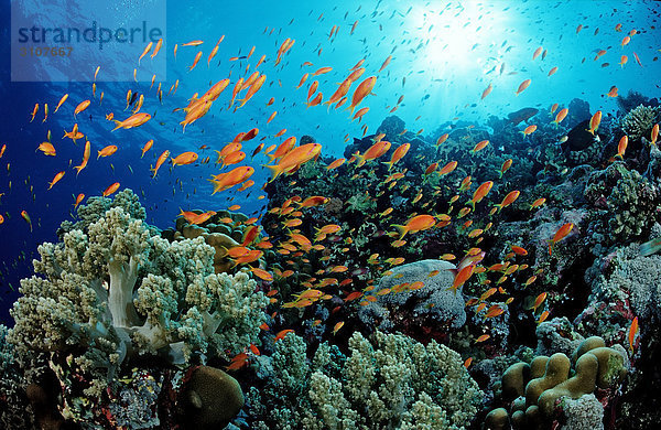 Haremsfahnenbarsche (Pseudanthias squamipinnis) in Korallenriff  St. Johns Reef  Rotes Meer  Ägypten Fischschwarm