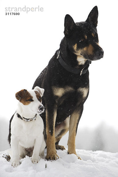 Hunde sitzen Seite an Seite im Schnee