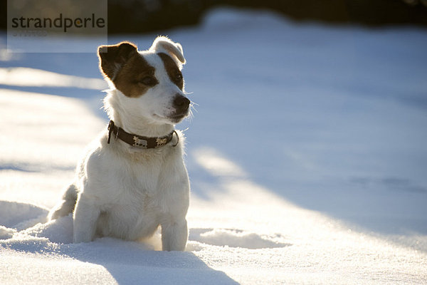 Hund im Schnee sitzend