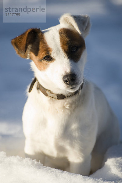 Hund im Schnee sitzend  Portrait