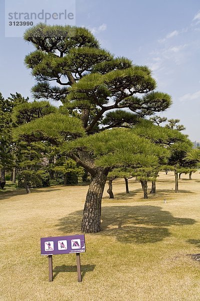 Bäume in einem Japanischen Garten  Tokyo  Japan