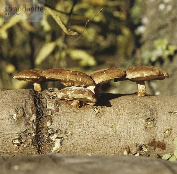 Shiitake-Pilze wachsen an einem Baumstamm