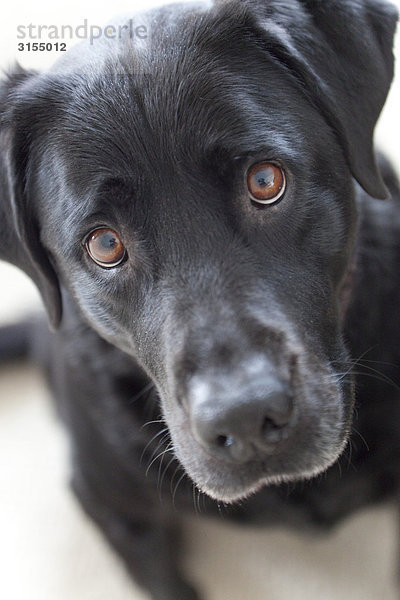 Close up of a black lab dog