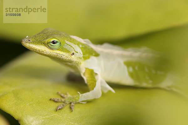 Close up of a gecko shedding its skin  Hawaii