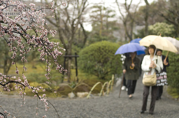 Plum blossoms and people in background  Arashiyama  Kyoto  Japan