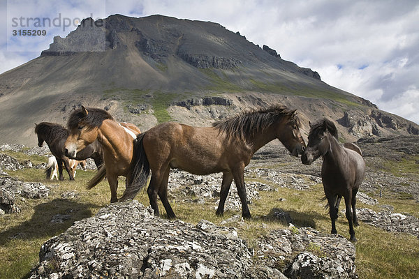 Herd of Horses  near Hofn  Iceland
