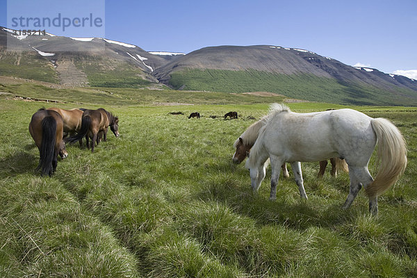 Herd of Horses  near Akureyri  Northern Iceland