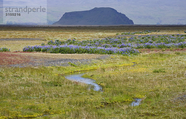 Meadow with Lupins  South Iceland