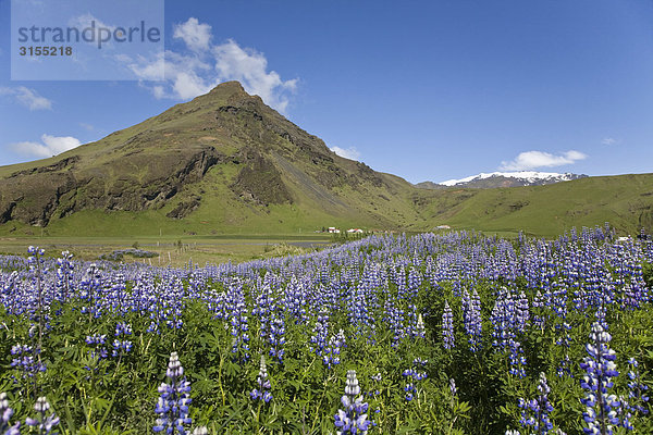 Lupins with Mountain and Glacier in background  Skogar  South Iceland