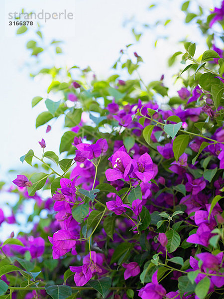 Anhaftende Weinstock mit purpurrote Blumen  Südafrika.