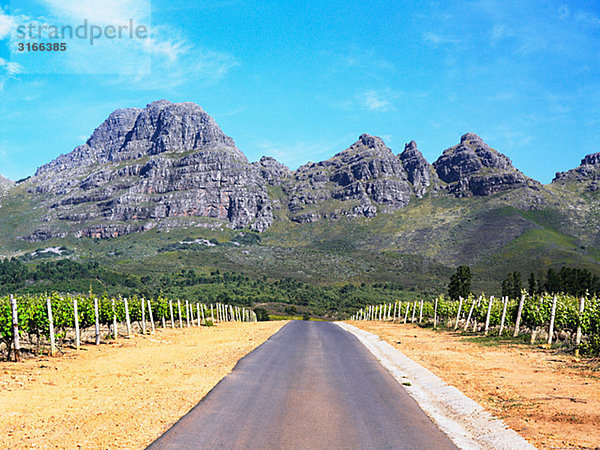 Straße durch Rebberge  Südafrika.