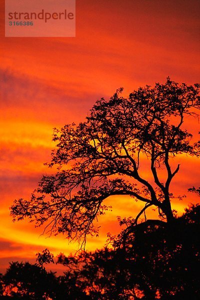 Die Silhouette der Bäume bei Sonnenuntergang  Südafrika.