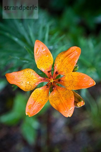 Ein orangefarbenen Lily  Schweden.