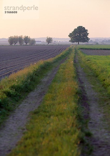 Einer Landstraße zwischen Feldern Schweden.