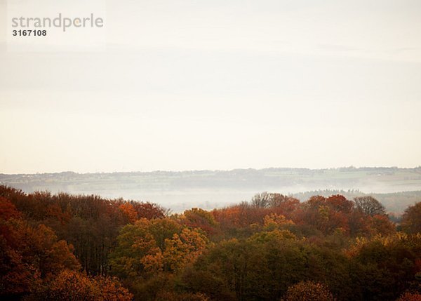 Bäume in Herbstfarben Skane Schweden.