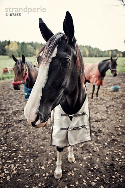 Drei Pferde  Schweden.