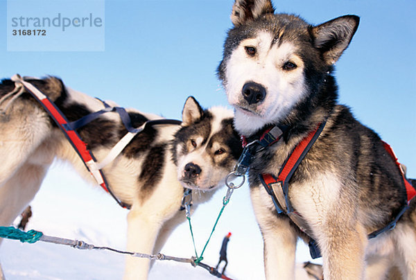 Grönland Hunde Svalbard.