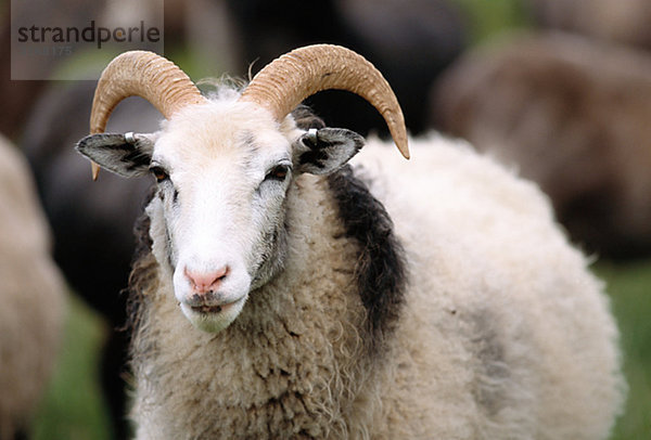 Schafe aus Gotland Schweden.