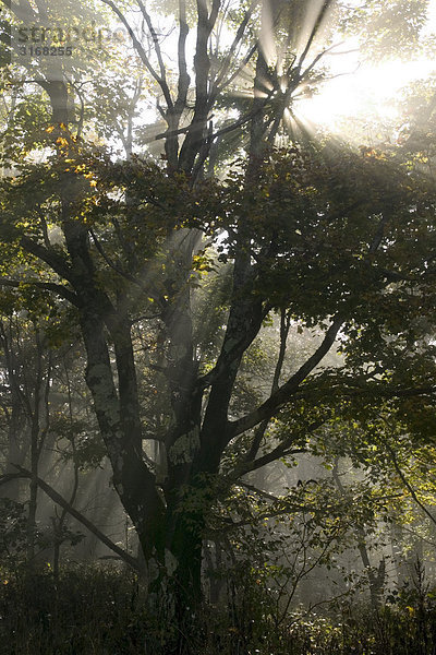 Lichtstrahl durch Blätterwerk Spruce Knob West Virginia USA.