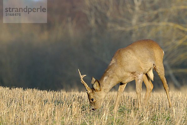 Ein Roebuck Schweden.