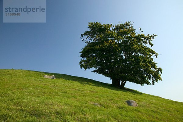 Ein Baum auf einem grünen Hügel Schweden.