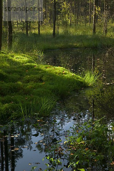 Eine kleine forest Lake Schweden.