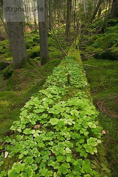 Wald Holz Wiesen-Klee Trifolium Pratense