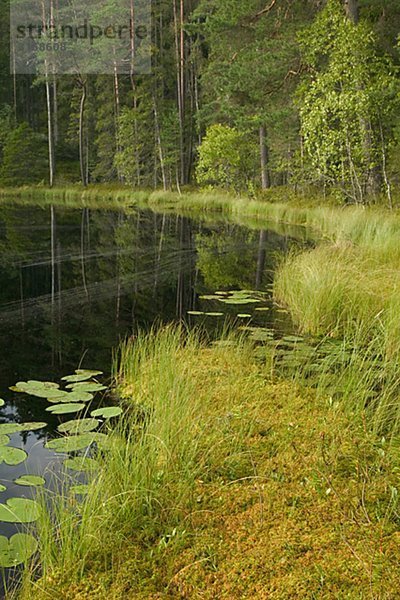 Ein Forest Lake Schweden.