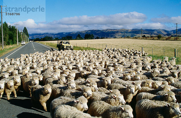 Schafe auf der Straße New Zealand.