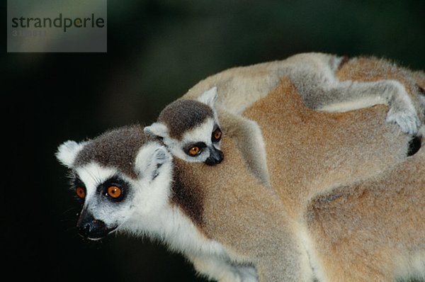 Schwarzbinden Lemuren Madagaskar.
