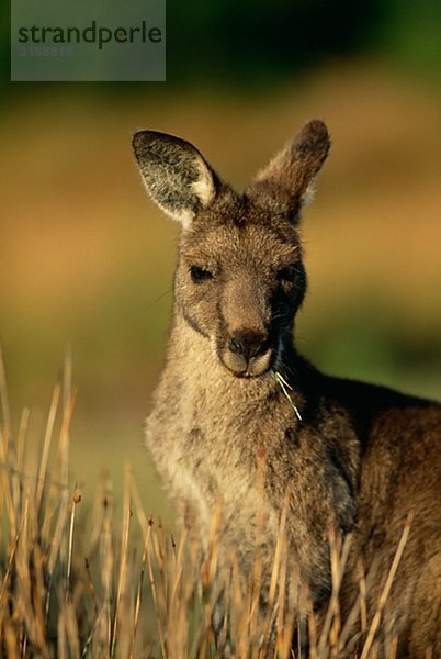 Ein Känguruh Australien.