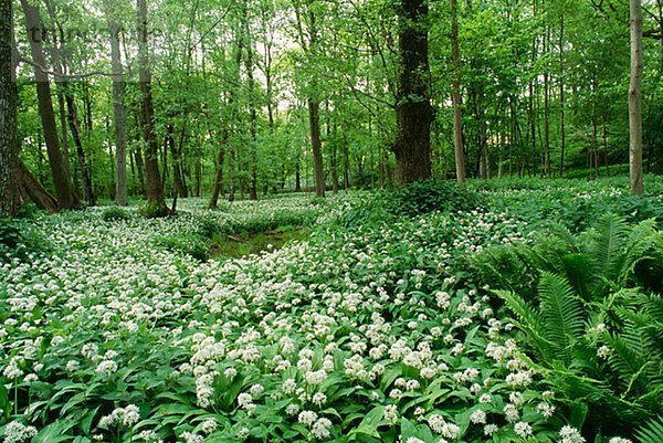 Eine grüne Laubwald Schweden.