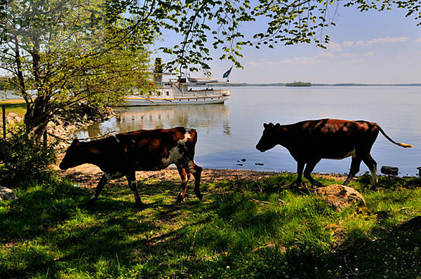 Kühe Schweden.