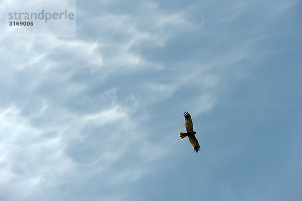 Ein Kornweihe in den Himmel fliegen.