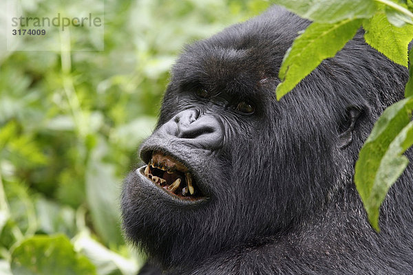 Gorilla  Ruanda.