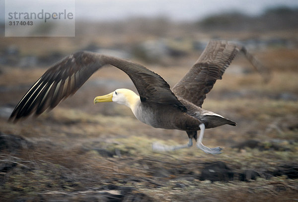 Ein gewelltes Albatross fliegen  Galapagos.