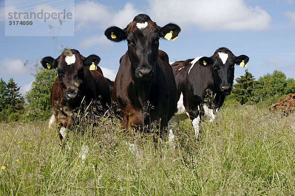 Kühe im Gras  Schweden.