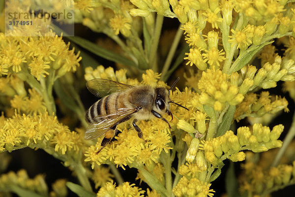 Eine Biene in eine Blume  Nahaufnahme.