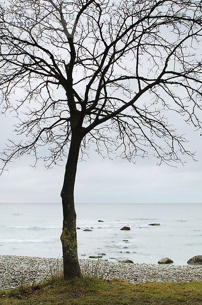 Bäume am Wasser  Gotland  Schweden.