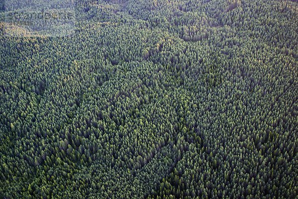 Luftbild von einem Kiefernwald  Schweden.