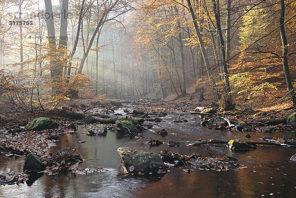 Watercourse im Herbst Wald  Soderasen National Park  Skane  Schweden.