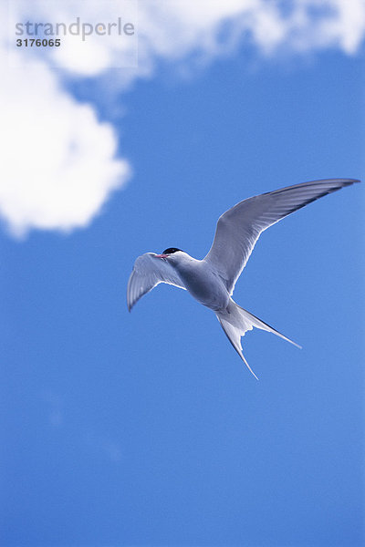 Ein Meer Swallow in den blauen Himmel fliegen.