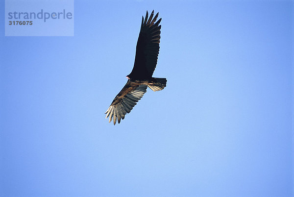 Ein Greifvogel in den blauen Himmel fliegen.