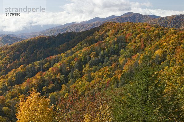 Great Smoky Wald in Herbstfarben  Mountains Nationalpark  North Carolina  USA.